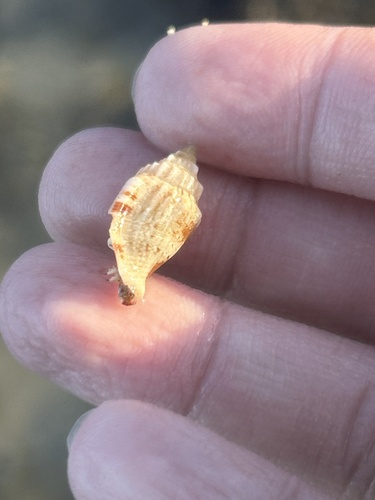 Canarium wilsonorum observed 2025-06-20
