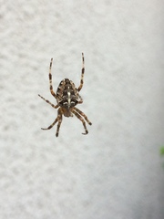 Araneus diadematus