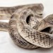 West African Cat Snake - Photo (c) Eric, some rights reserved (CC BY-NC), uploaded by Eric