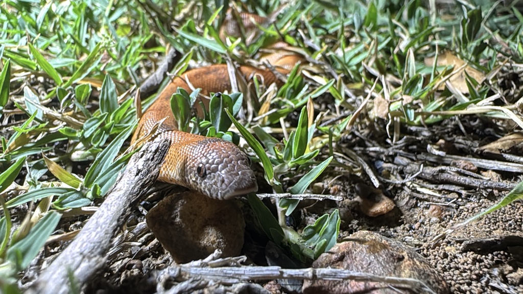 Red Sand Boa
