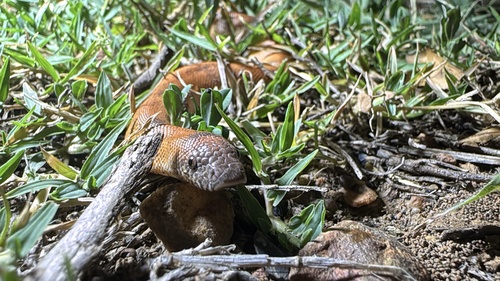 Red Sand Boa