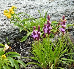 Liatris helleri