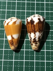 Conus planorbis