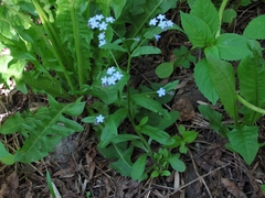 Myosotis sylvatica