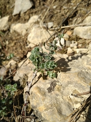 Hypericum tomentosum