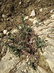 Hypericum tomentosum