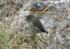 Geospiza acutirostris