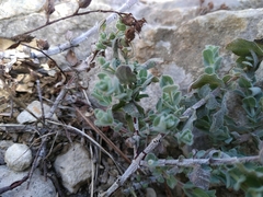 Hypericum tomentosum