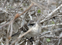 Mimus parvulus bauri