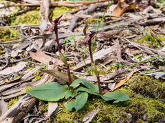 Chiloglottis × pescottiana