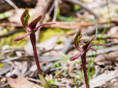 Chiloglottis × pescottiana