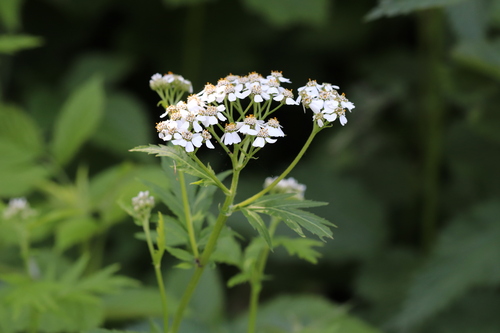 Large-leaved Sneezewort (Achillea macrophylla)