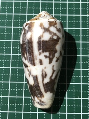 Conus striatus