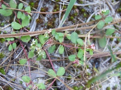 Euphorbia cordifolia