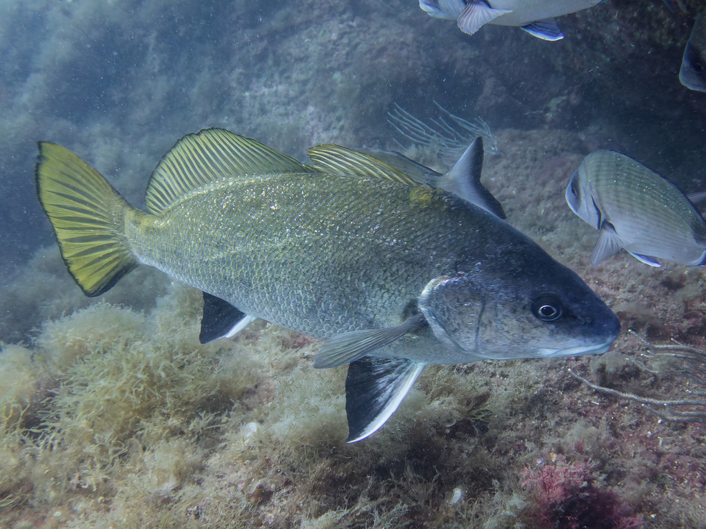 Eşkina (Sciaena umbra)