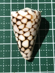 Conus marmoreus