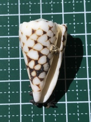 Conus marmoreus