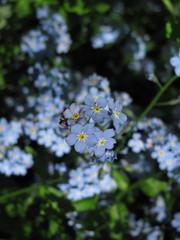 Myosotis sylvatica