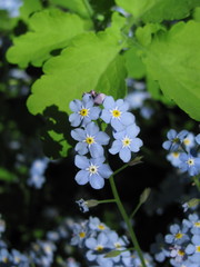 Myosotis sylvatica