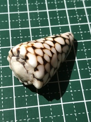 Conus marmoreus