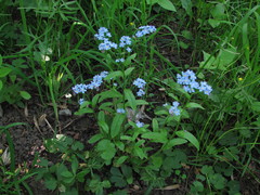 Myosotis sylvatica