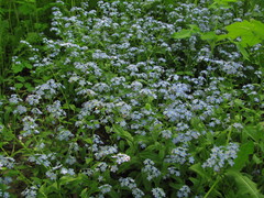 Myosotis sylvatica