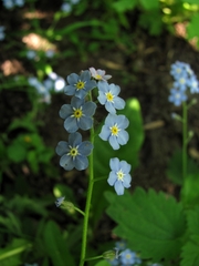 Myosotis sylvatica