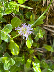 Globularia fuxeensis