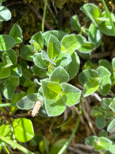Globularia fuxeensis, photograph 3