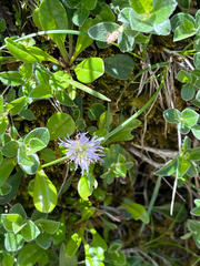 Globularia fuxeensis, photograph (c) Dave U, some rights reserved (CC BY-SA)