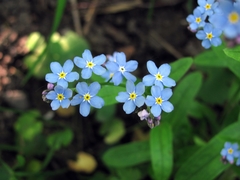 Myosotis sylvatica