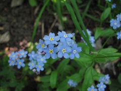 Myosotis sylvatica