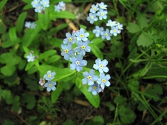 Myosotis sylvatica