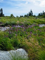 Liatris helleri