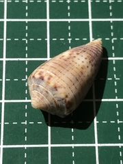 Conus pauperculus