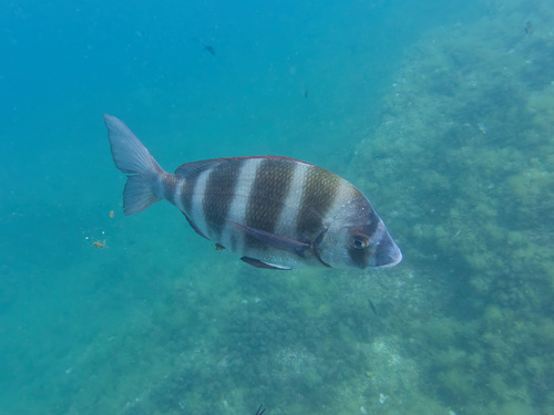 Zebra seabream