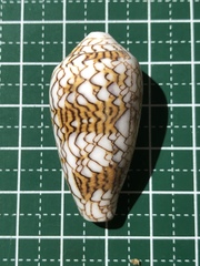 Conus textile