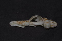 Marmorofusus nicobaricus