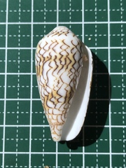 Conus textile