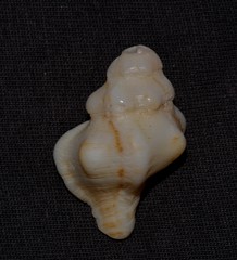 Chicoreus denudatus