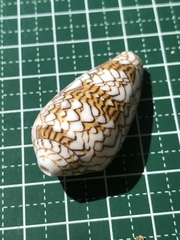 Conus textile