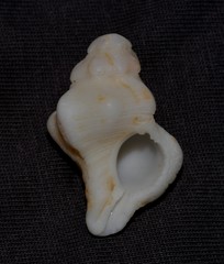 Chicoreus denudatus