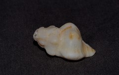 Chicoreus denudatus
