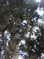 Melaleuca cuticularis