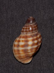 Agnewia tritoniformis