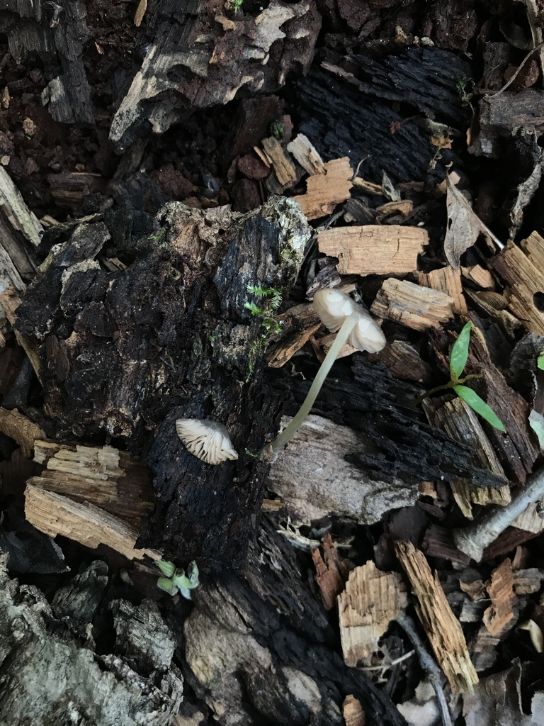 Pluteus sp. 'PA02'
