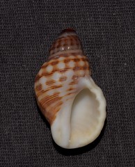 Agnewia tritoniformis