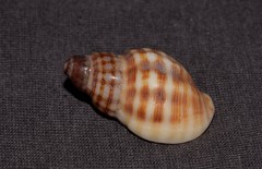 Agnewia tritoniformis