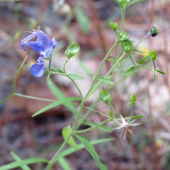 Trichostema setaceum