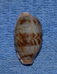 Talostolida pellucens